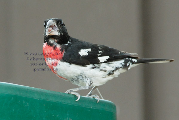 rose-breasted grosbeak, male, eating at feeder