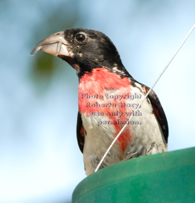 male rose-breasted grosbeak eating at feeder