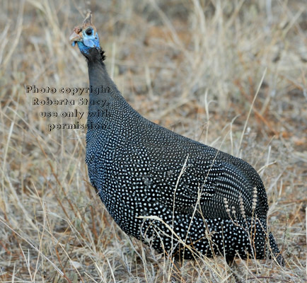 helmeted guineafowl