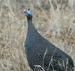 helmeted guineafowl