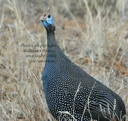 helmeted guineafowl