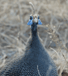 helmeted guineafowl