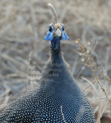 helmeted guineafowl