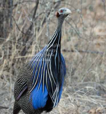 vulturine guineafowl