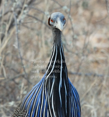 vulturine guineafowl