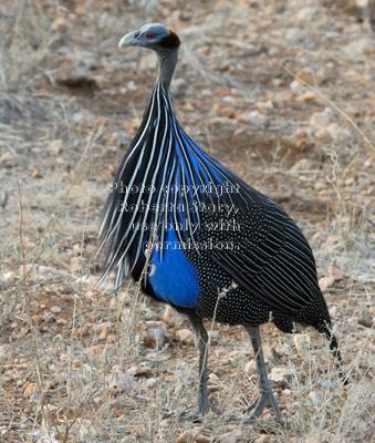 vulturine guineafowl