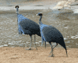 two vulturine guineafowl