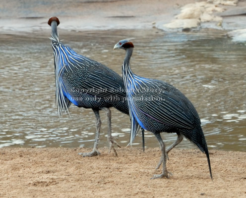 two vulturine guineafowl