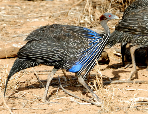 vulturine guineafowl