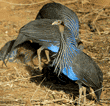 vulturine guineafowl