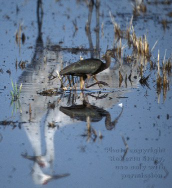 white-faced ibis