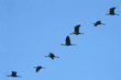 white-faced ibises