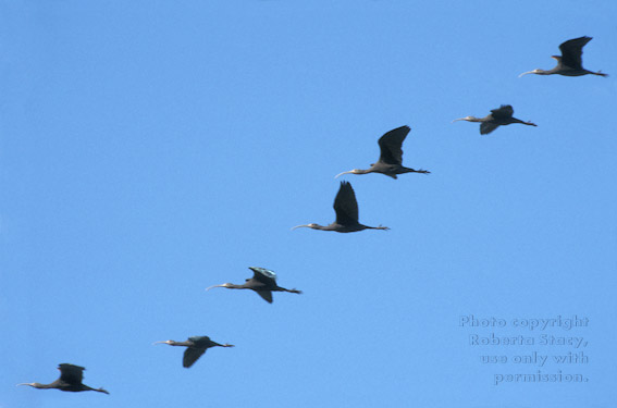 white-faced ibises