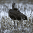 white-faced ibis