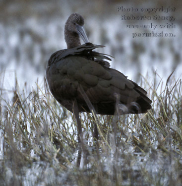 white-faced ibis