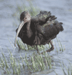 white-faced ibis