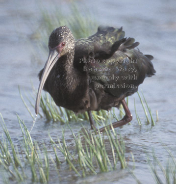 white-faced ibis