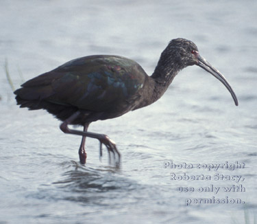 white-faced ibis