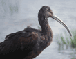 white-faced ibis