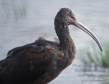 white-faced ibis