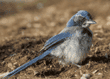 western scrub jay baby