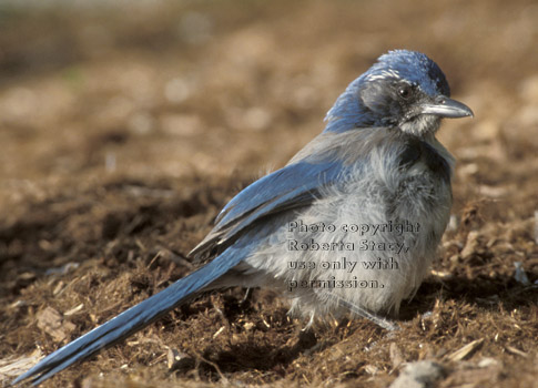 western scrub jay baby