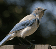 western scrub jay