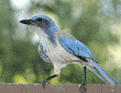 western scrub jay