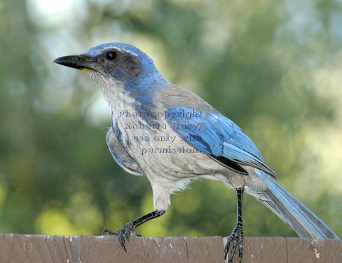 western scrub jay