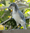 young western scrub jay