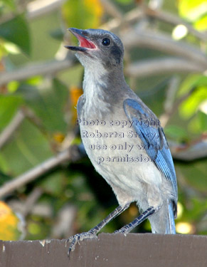 young western scrub jay