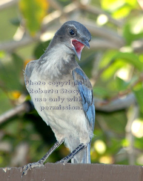 young western scrub jay