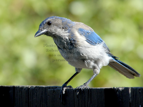 western scrub jay