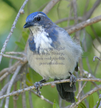 western scrub jay in tree