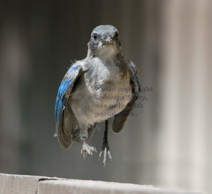 scrub jay baby running on retaining wall before taking off on its first flight