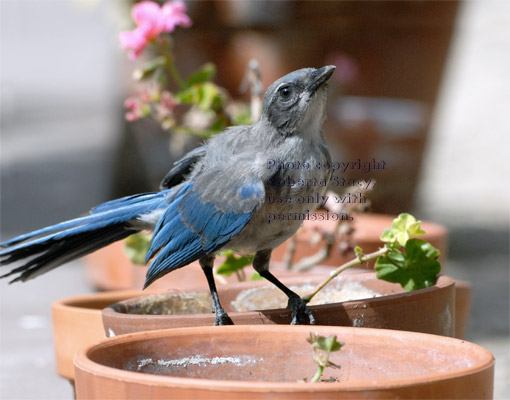 western scrub jay fledgling looking for its parents