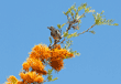 western scrub jay near top of silk oak tree