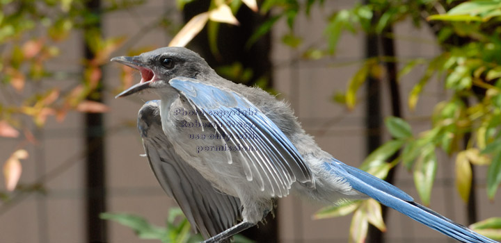 western scrub jay fledgling calling to its parents