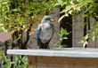 fledgling western scrub jay standing on a bench