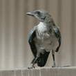 fledgling western scrub jay standing on a bench