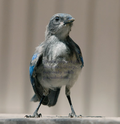 western scrub jay fledgling standing on a retaining wall