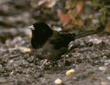 dark-eyed junco