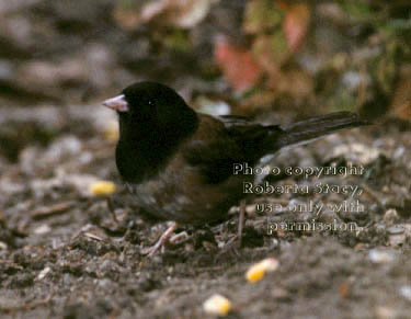 dark-eyed junco