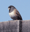 dark-eyed junco