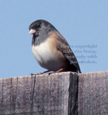 dark-eyed junco