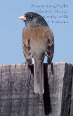 dark-eyed junco