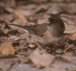 dark-eyed junco