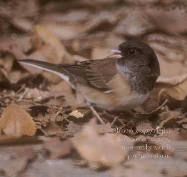 dark-eyed junco