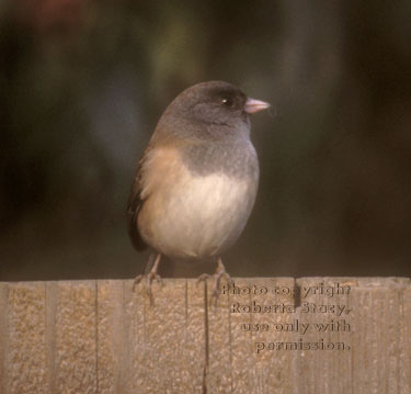 dark-eyed junco