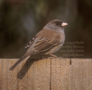 dark-eyed junco